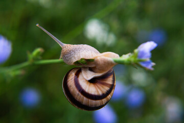 Snail