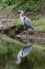 Naklejka premium Graureiher