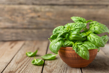 Green basil leaves on a textured wooden background. Kitchen herbs, spices. Fresh green organic basil. Vegan. Greens for salad. Place for text. Copy space.
