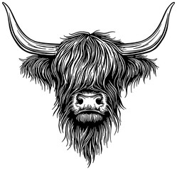 Highland cow portrait in black line art, isolated 