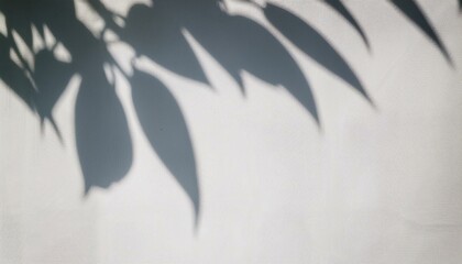 blurred shadow of plant leaves on the white wall background