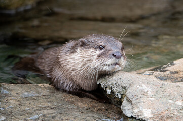 Otter at the zoo as he is getting out of the water and crawling on the rocks