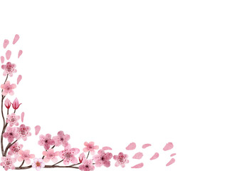 Cherry blossoms watercolor painted