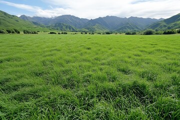 Fototapeta premium A rolling field of grass on a windy day, with blades bending under the breeze and clouds drifting overhead