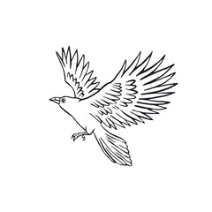 Hand drawn inky sketch style raven or crow isolated on white background. Mystic black and white bird flying