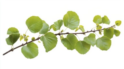 Obraz premium Fresh Spring Branch with Vibrant Leaves