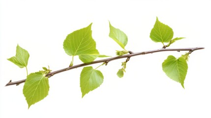 Obraz premium Delicate Spring Branch with Fresh New Leaves