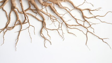 Fototapeta premium Intricate Root System: A Study in Natural Beauty