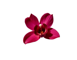 Obraz premium pink orchid isolated on white