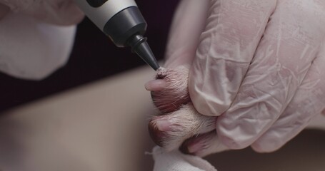 Cryotherapy for a dog's papilloma at a veterinary clinic. A veterinarian performs a cryotherapy...