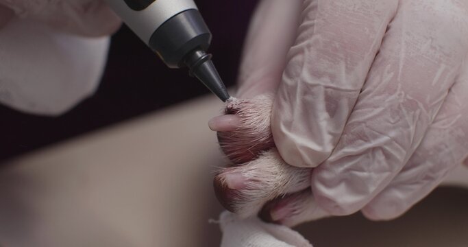 Cryotherapy for a dog's papilloma at a veterinary clinic. A veterinarian performs a cryotherapy procedure by carefully applying liquid nitrogen to a papilloma on a dog's paw using a medical device.