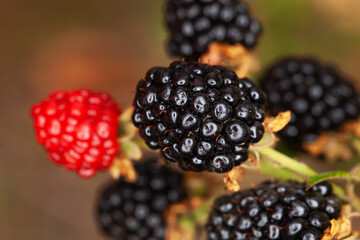 Fruiting blackberries in the garden. Growing and caring for blackberries