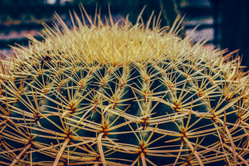 Golden Barrel Cactus: A Close-Up of Spines and Patterns