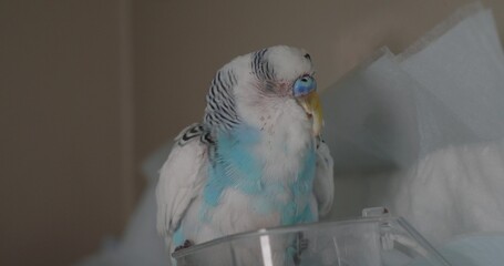 The veterinary clinic provides assistance to a sick budgie, monitors its recovery and carries out...