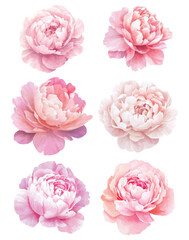 set of pink roses isolated on white