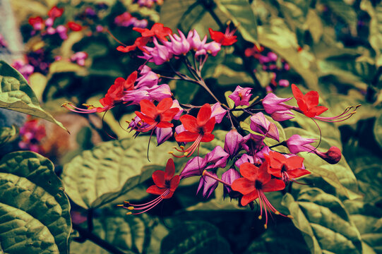 Clerodendrum Bleeding Heart Vine: Vibrant Tropical Flowers