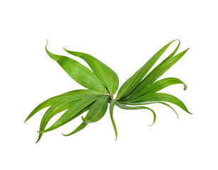 green plant isolated on white