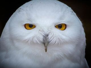 Fototapeta premium Snowy owl (Bubo scandiacus)