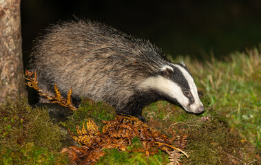 Badger, Scientific name: Meles Meles.  Wild, native European badger foraging at night in rainy weather with green moss and golden bracken. Close up. Horizontal.  Copy space