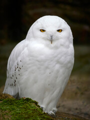 Obraz premium Snowy owl (Bubo scandiacus)