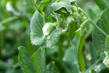 Sweet pea blossom. Growing legumes in the garden