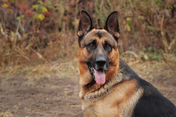 Beautiful black and red male German Shepherd in nature. Training of large breed dogs.