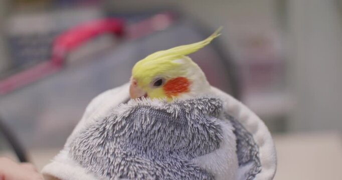 A parrot at an ornithologist's appointment. A veterinarian examines a cockatiel patient while gently wrapping the bird in a towel during a professional medical examination at a veterinary clinic.