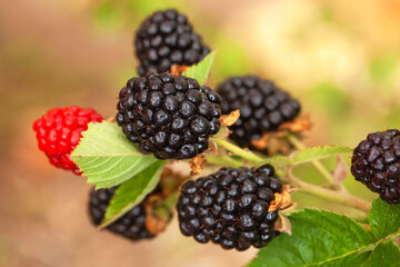 Fruiting blackberries in the garden. Growing and caring for blackberries
