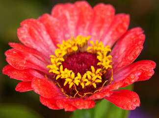 Blooming red-orange zinnia in the garden.