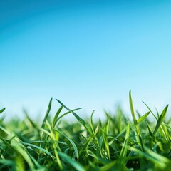 Fototapeta premium A serene and tranquil scene with a blurred background of lush green grass beneath a clear blue sky.
