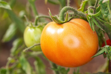 Rripe bunch of tomatoes in a garden bed.