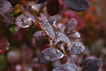 Barberry shrub with red berries close-up in the garden in summer.