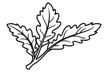  a arugula line art vector illustration