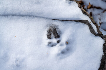 Deer track in snow