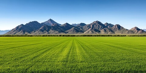 Fototapeta premium Lush Green Field with Majestic Mountain Range Under Clear Blue Sky Landscape Scenery