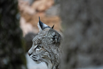 Beautiful bobcat in Yosemite National Park (California, USA). Head of an animal between trees. Closeup of a beautiful wild cat. 