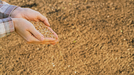 Close-up farmer's hands pouring seeds into fertile soil, symbolizing the beginning of a new agricultural season. Grower holding grain for sowing in field at sunset. Food business ads, ecology concept