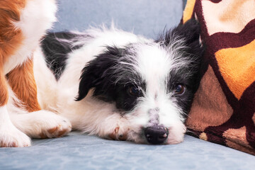 A black and white dog is comfortably laying on a couch next to a cozy blanket