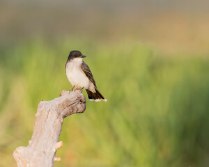 An Eastern Kingbird perches on an old weathered branch.