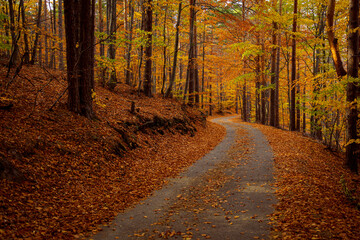 Followed on a road with dried leaves fallen in the autumn season
