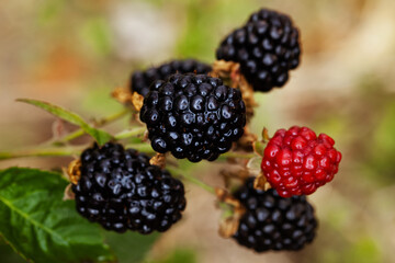 Fruiting blackberries in the garden. Growing and caring for blackberries