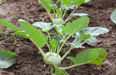A bed of kohlrabi cabbage in the garden. Growing cabbage.