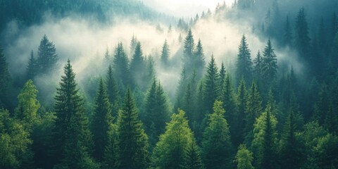 Fototapeta premium Foggy evergreen forest in the morning