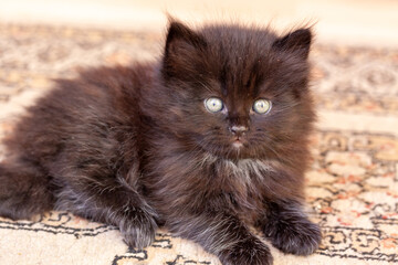 Small black American breed of show cat called York Chocolate lying on the carpet