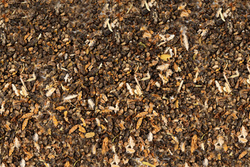 Cardamom Seeds Pile Texture Background, Green Cardamon, Dry Kardamon, Cardamum Spice