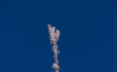 a vertical branch covered with white frost against a bright blue sky