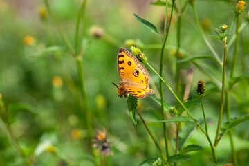 Butterfly on a red flower in the garden with green background