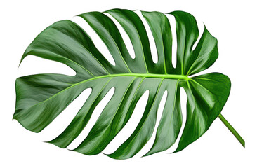 [Vibrant tropical leaf with broad lobes] Tropical Leaf Close-Up Nature Symbol Tropical Vegetation Fresh Green Lush Textured Leaf Background Minimalist Dark
