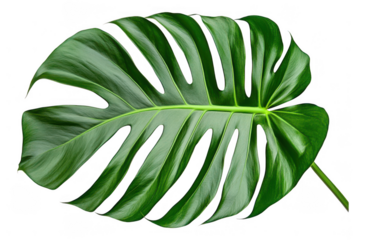 [Vibrant tropical leaf with broad lobes] Tropical Leaf Close-Up Nature Symbol Tropical Vegetation Fresh Green Lush Textured Leaf Background Minimalist Dark