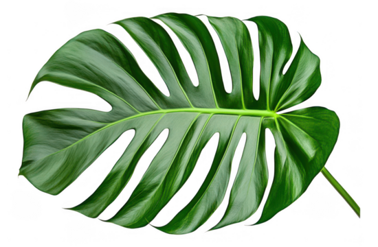 [Vibrant tropical leaf with broad lobes] Tropical Leaf Close-Up Nature Symbol Tropical Vegetation Fresh Green Lush Textured Leaf Background Minimalist Dark